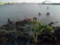Lanzarote (9)